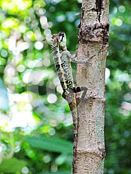 Lizard perched on trees for foraging.