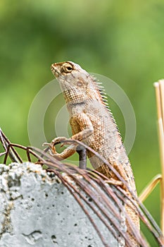 Chameleon in the top of column