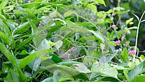 Chameleon on the tree behind the green leaves.Oriental garden lizard, Eastern garden lizard in the forest, Chameleon on the