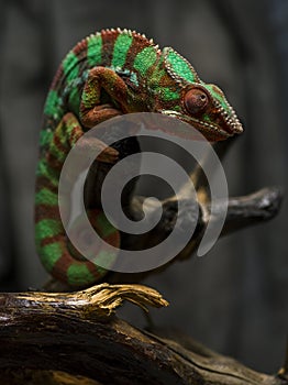 Chameleon on a tree branch