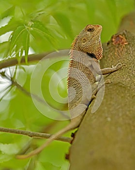 A Chameleon on a Tree