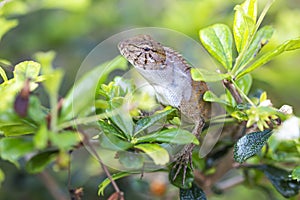 The chameleon is on the tree  focus on the eye