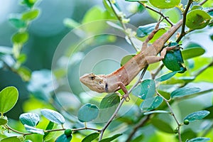 Chameleon on the tree,Lacertilia.