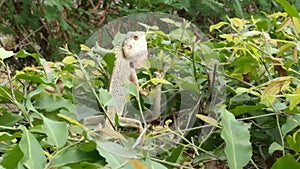 Chameleon on tree