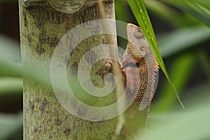 Chameleon on a tree