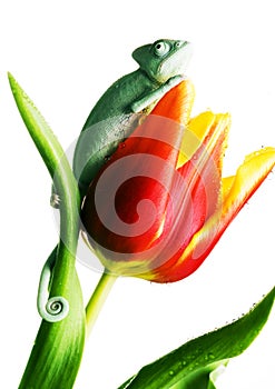 Chameleón na tulipán 