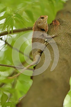 A Chameleon on a Tree