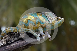 Chameleon veiled walking on branch, head animal closeup