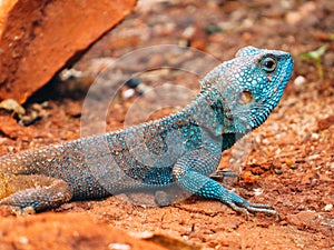 A chameleon