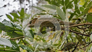 The chameleon was hiding in a tree among the foliage.