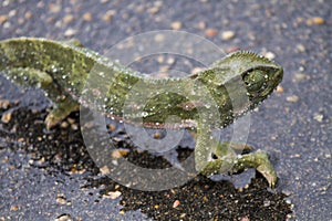 Chameleon on a wet road