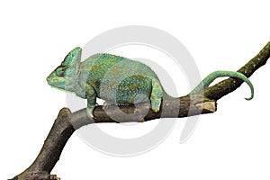 Chameleon on white