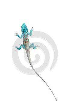 Chameleon on white background