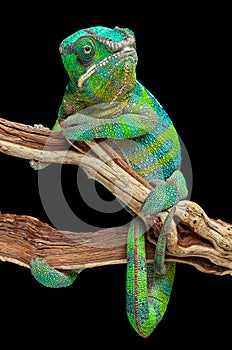 Chameleon wrapped around branch