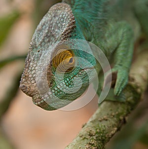 Chameleon yellow eye photo