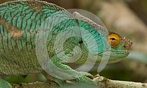 Chameleon yellow eye photo