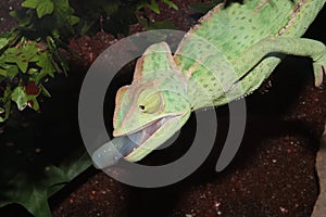 Chameleon yemen