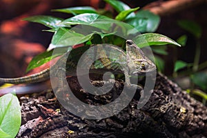 Chameleon in a zoo terrarium