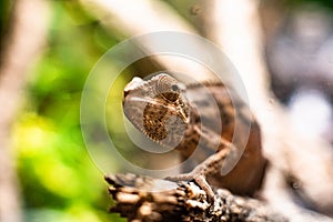 Camaleones lagarto sobre el sostener piedra buscando ojos afilado concentrarse espacio playa la jungla acuario mascota lindo 