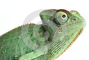 Chameleons - Chamaeleo calyptratus