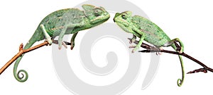 Chameleons - Chamaeleo calyptratus