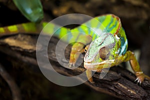 Chameleons or chamaeleons. Chamaeleonidae