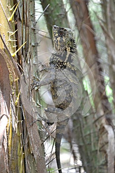 Chameleons creep between thorns of salaca trees photo
