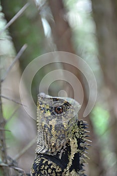 Chameleons creep between thorns of salaca trees photo