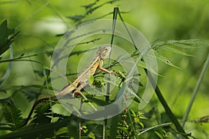 Chameleons in green grass plats nature photo