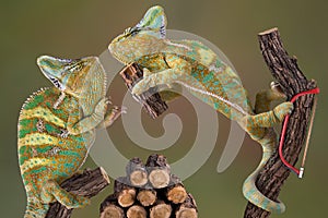 Chameleons Making Firewood photo