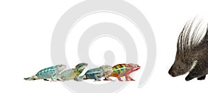 Chameleons and porcupine against white background