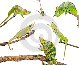 Chameleons reaching for grasshopper
