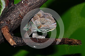 Chameleons Yemeni or Chamaeleo calyptratus