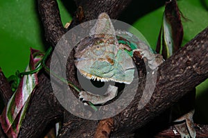 Chameleons Yemeni or Chamaeleo calyptratus