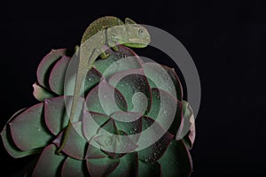 Chamelion on a succulent studio photo