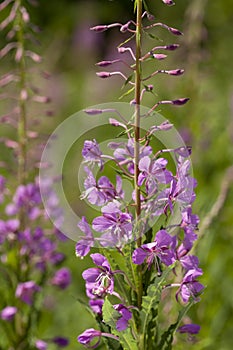 Chamerion angustifolium