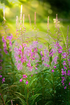 Chamerion angustifolium, also called fireweed