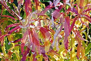Chamerion angustifolium autumn colored leaves