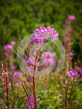 Chamerion angustifolium bežne známy ako kvety ohnivej.