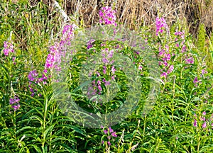 Chamerion angustifolium, Epilobium angustifolium, Onagraceae