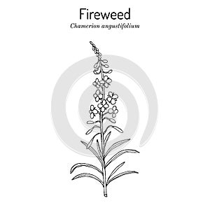 Chamerion angustifolium, fireweed, rosebay willow-herb