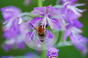 Chamerion angustifolium. Pink flower of willow blossoming in a daytime. Fireweed flower with insect bee on it