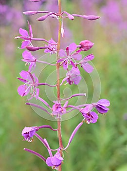 Chamerion angustifolium Rosebay willowherb pink wildflower close-up