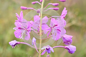 Chamerion angustifolium Rosebay willowherb pink wildflower close-up