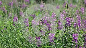 Chamerion angustifolium. Willow-herb on a sunny day in a meadow