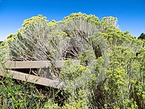Chamisa at Santa Fe Botanical Garden photo