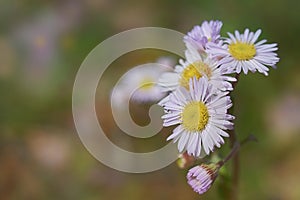 `Chammy` Close up foldover offset of Purple Chamomile Blossoms in Springtime Blue Ridge Mountains USA