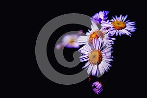 `Chammy` Close up foldover offset of Purple Chamomile Blossoms in Springtime ultraviolet edit by ZDS