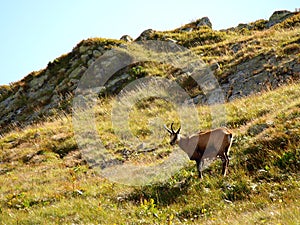 Chamois