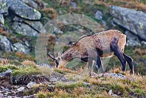 Chamois